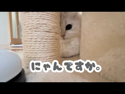 【ペルシャ猫】しつけをすれば猫って懐くの？