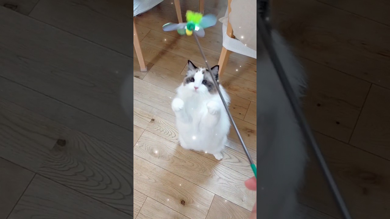 新しいおもちゃに夢中のラグドール♡#ラグドール #cat #ragdoll #猫のいる暮らし #猫好きさんと繋がりたい #ねこ #ネコ #cute #可愛い猫 #かわいい