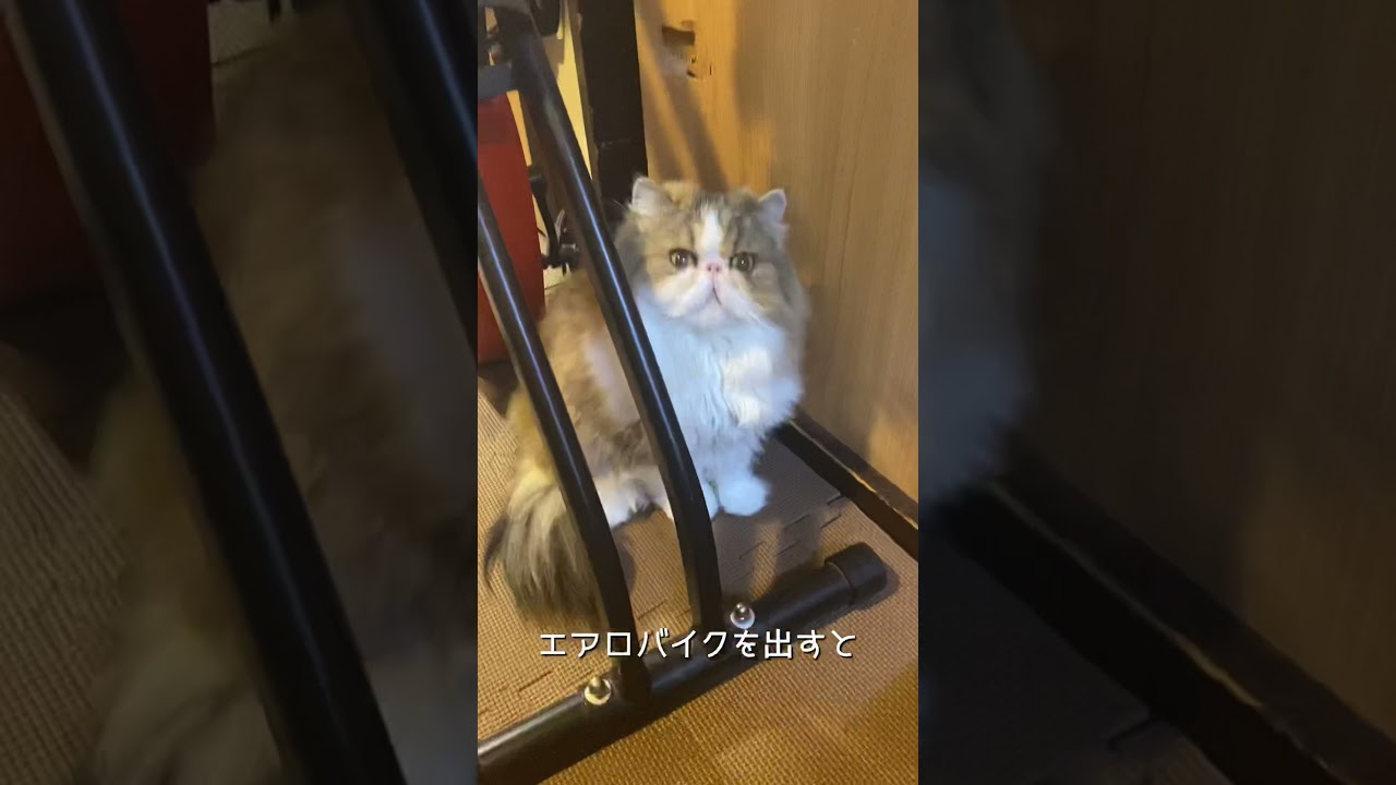 【ペルシャ猫】隙間に潜みます。#shorts