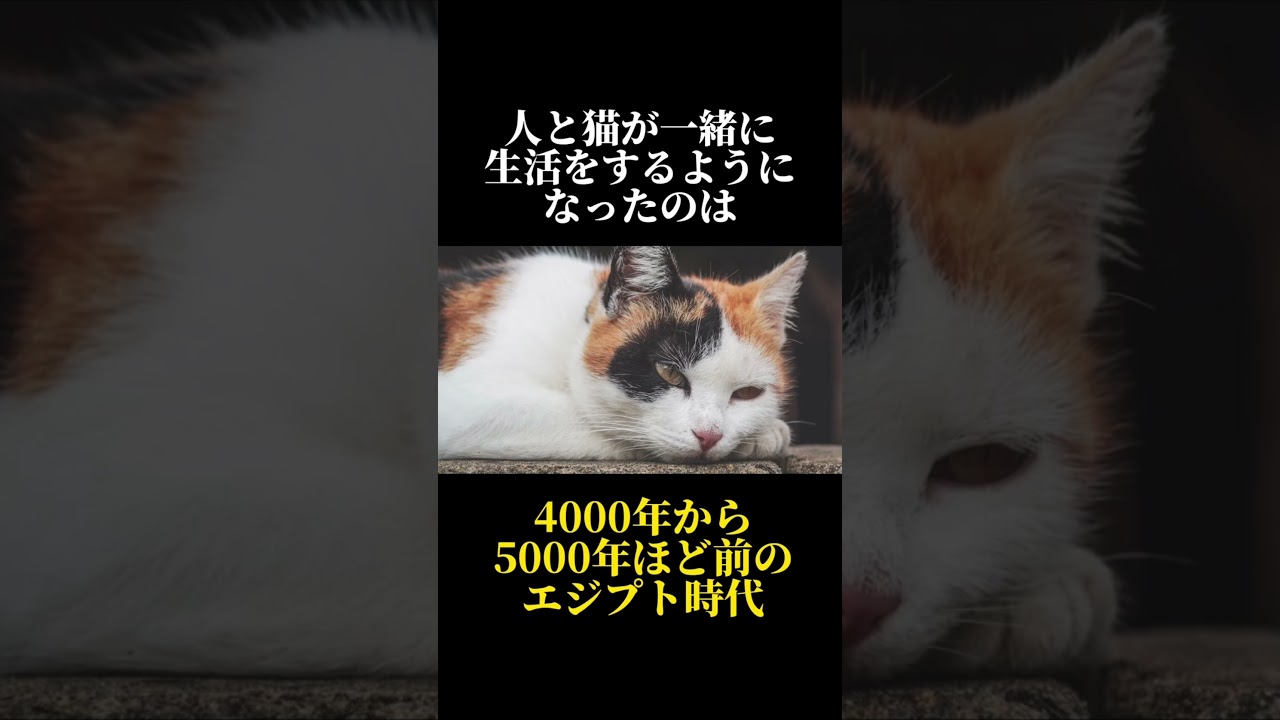 98%の人が知らない猫に関する雑学・豆知識Part113