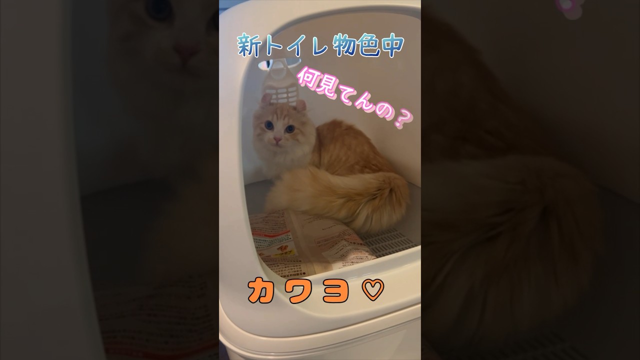 【キンカロー】物色中見返り毛玉猫【マンチカール】