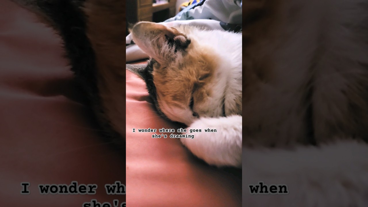 Manx cat #notail #manx #cats #ytshorts #fypシ #ytreels #catshorts