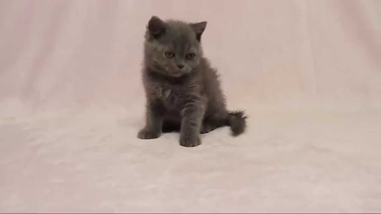 セルカークレックス SH ブルーの女の子　Selkirk Rex SH Blue Girl