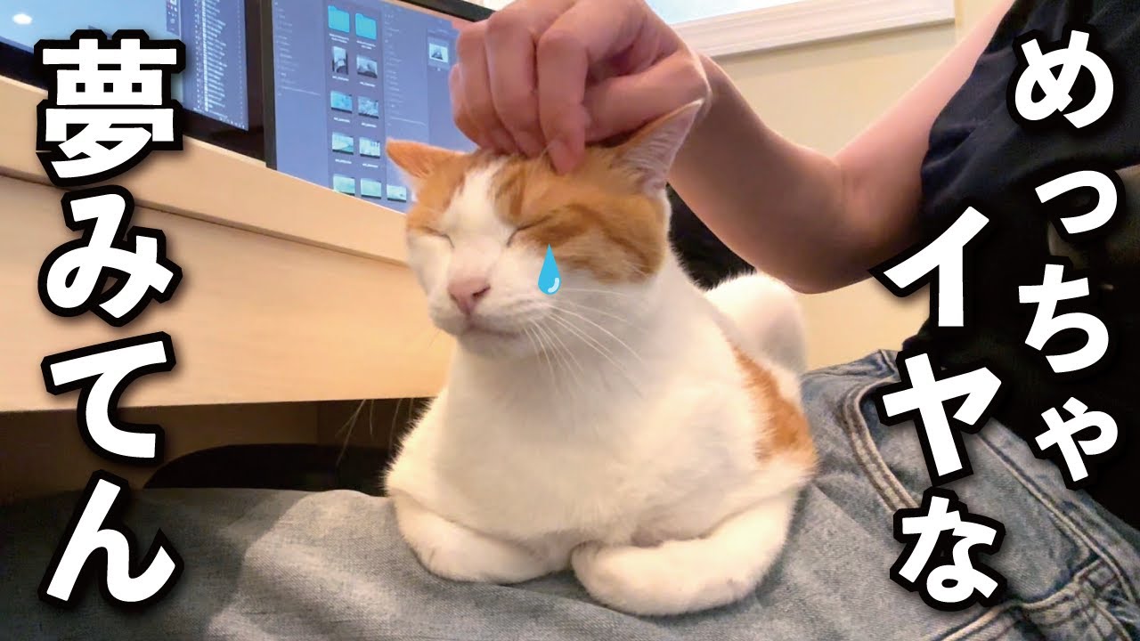 【甘えんぼ猫】寝ながらうなされる猫が見ていた夢とは…