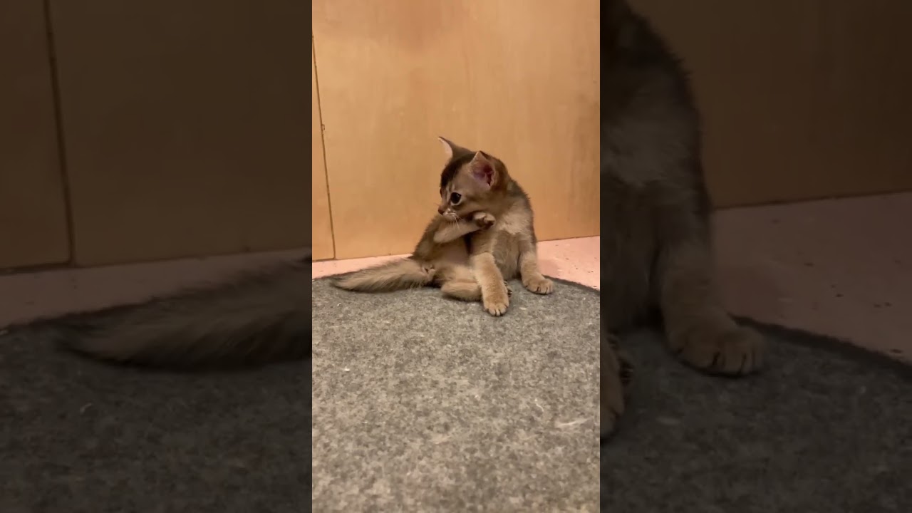 アビシニアン 【ブルーの毛色💕快活で人懐っこい】アビシニアンの女の子💕