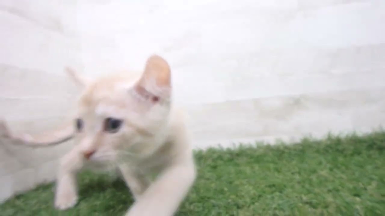 Coo&RIKU　No00674046 アメリカンカール