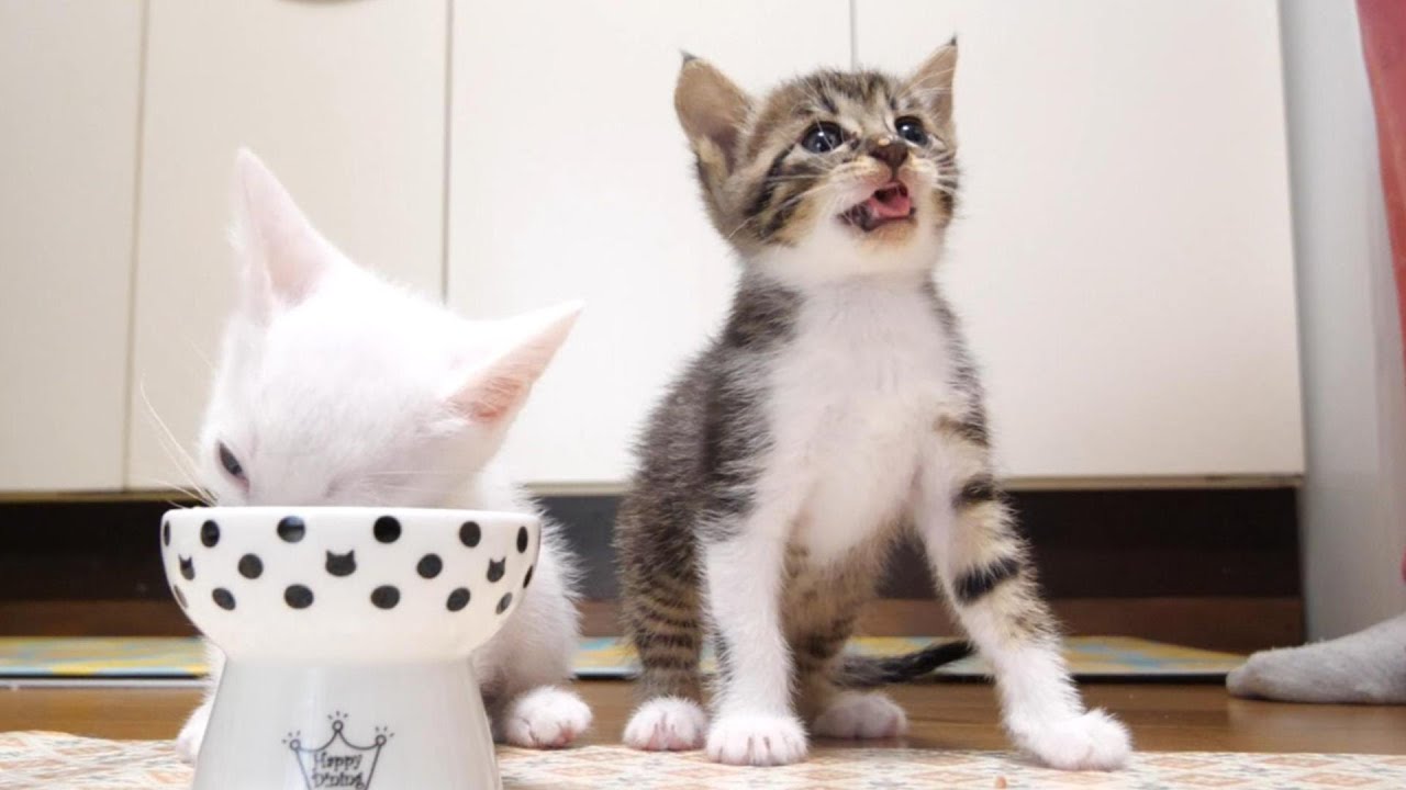 お皿が無くなりビックリする子猫【赤ちゃん猫　保護猫】