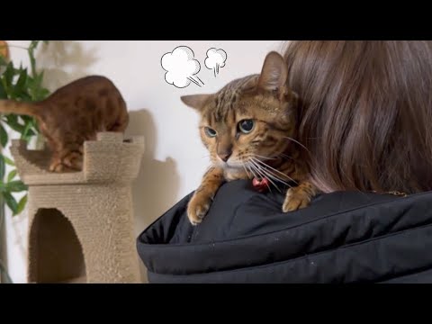 雪山から帰宅したら猫から説教されました