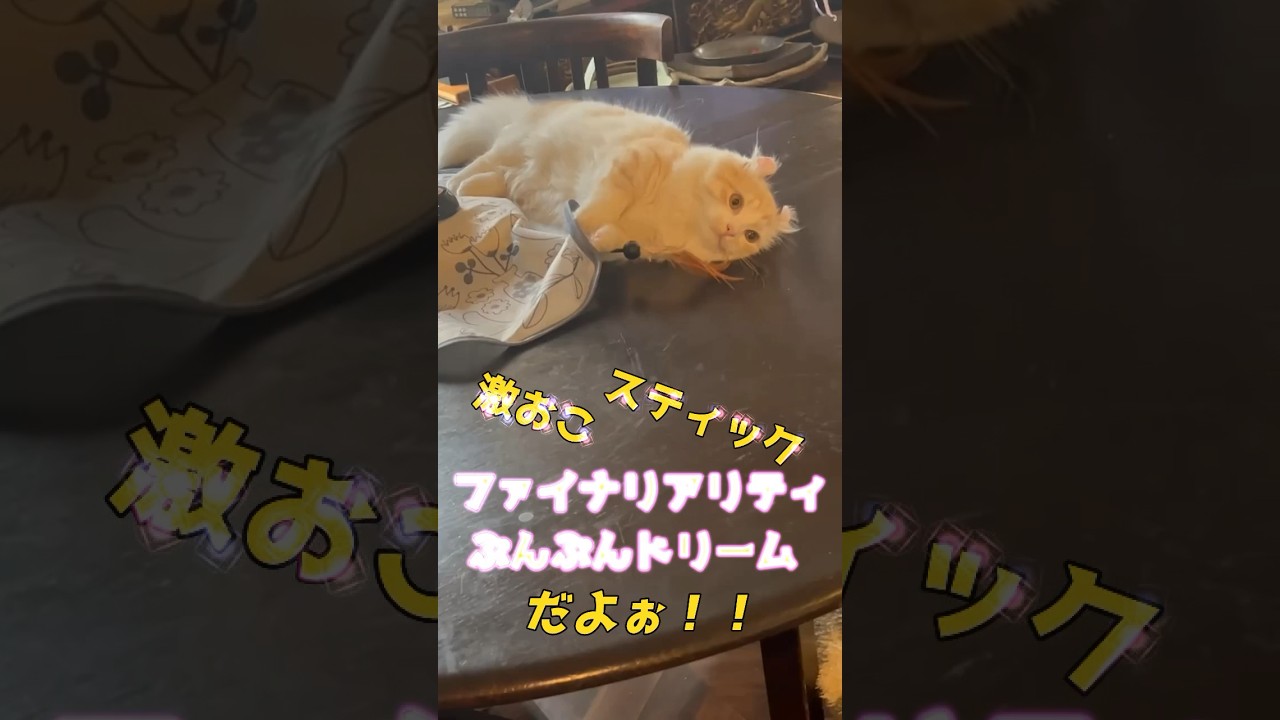 【キンカロー】待ちくたびれ激おこ毛玉【マンチカール】