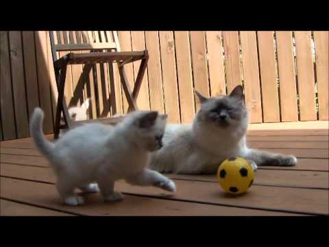 バーマンの子猫たち４月２４日.wmv