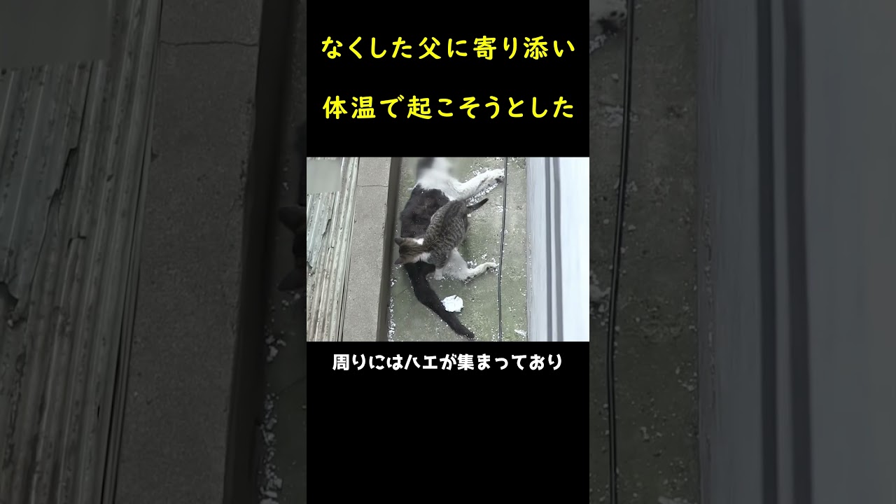 血の繋がりのない猫家族！