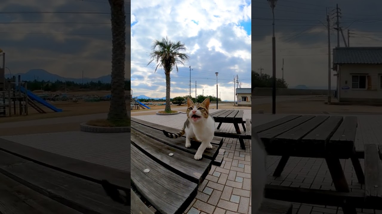 猫島のベンチでランチを食べると大変な事になる #shorts