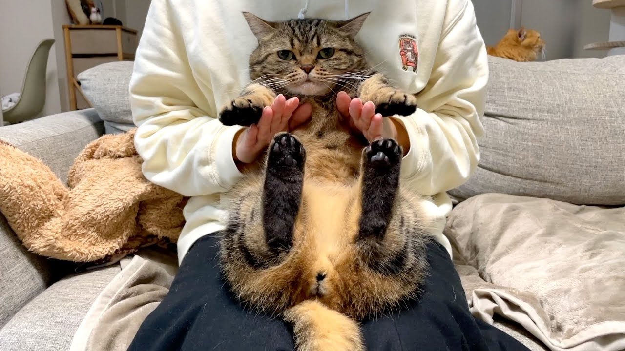 メル春のポン祭り２【メルぽんぽん】