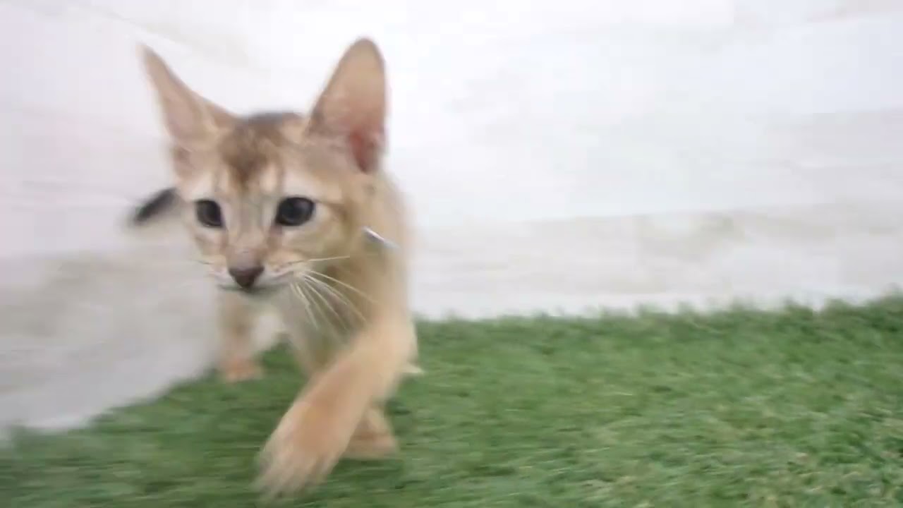 Coo&RIKU　No00674060 アビシニアン