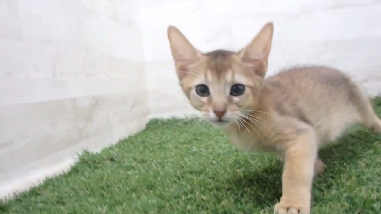 Coo&RIKU　No00674061 アビシニアン