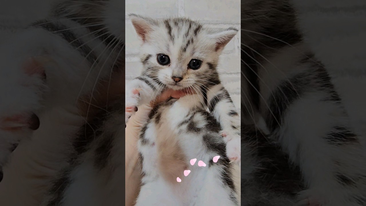 アメリカンショートヘアーの女の子#アメショー#子猫#ペットショップティアラ