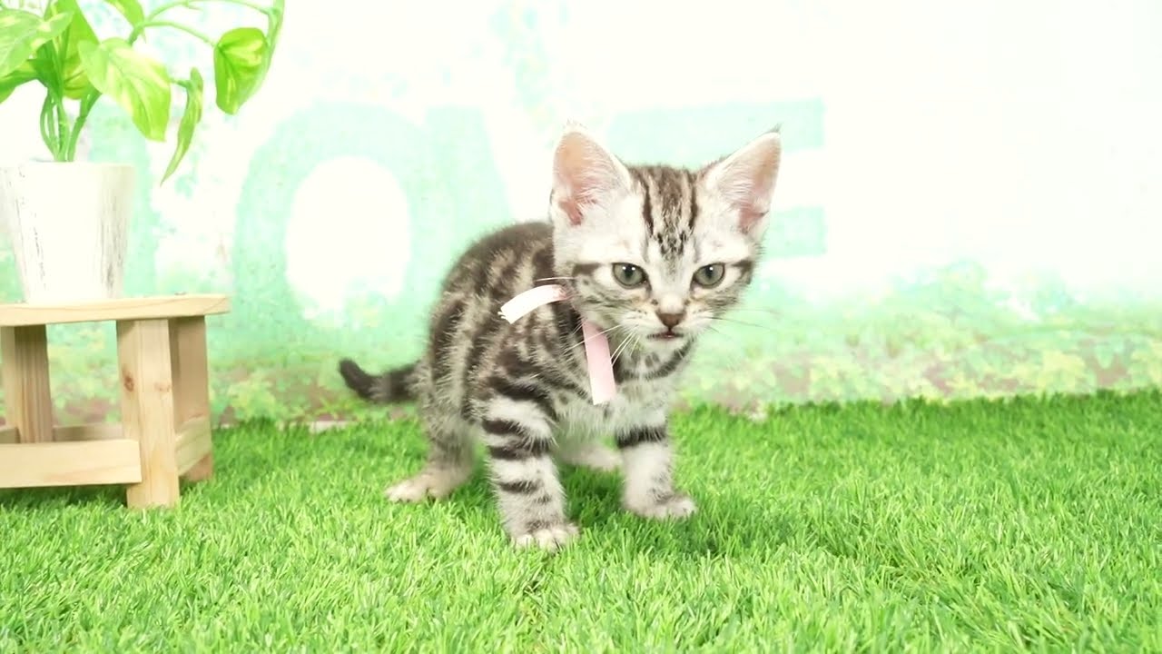 Coo&RIKU　No00673378 アメリカンショートヘアー