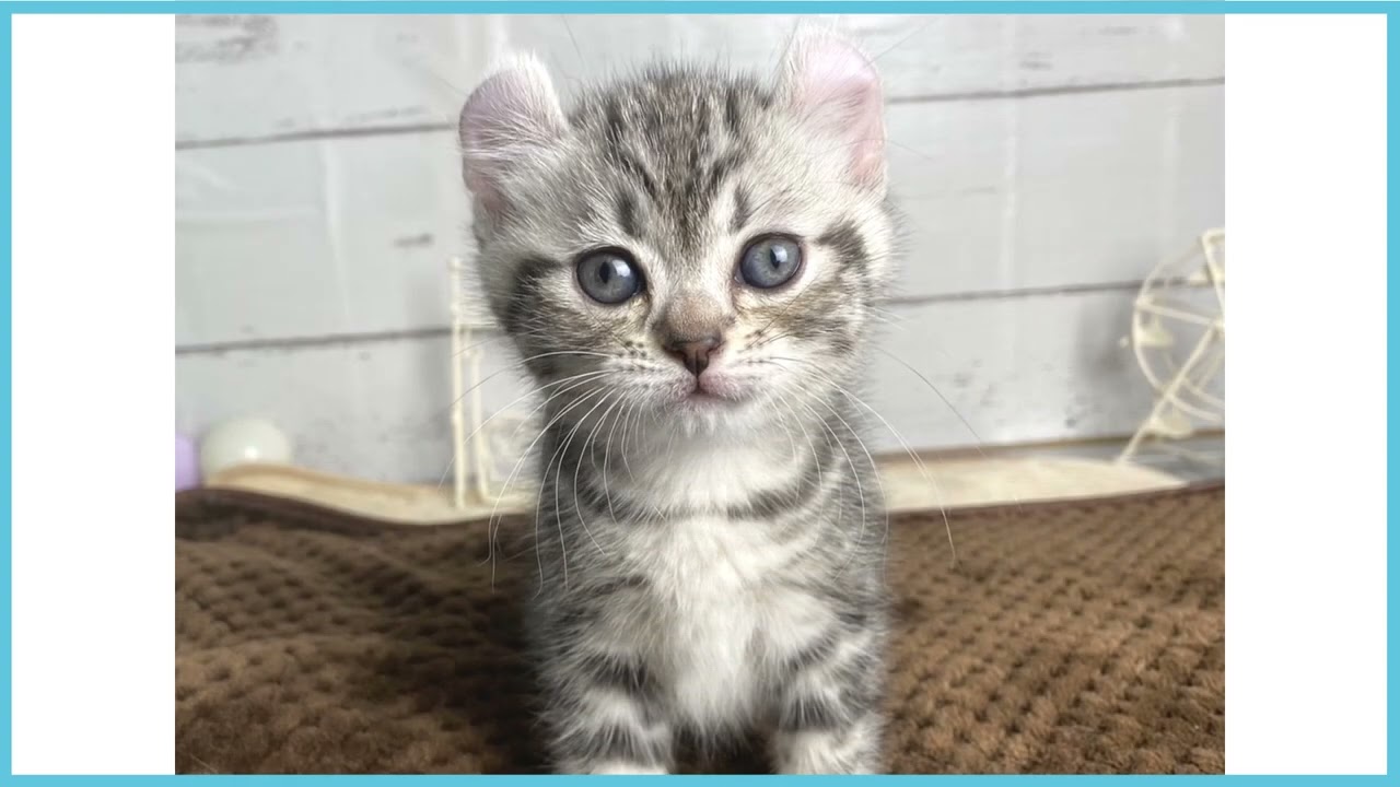 ペットショップCOO&RIKU No00673481 アメリカンカール