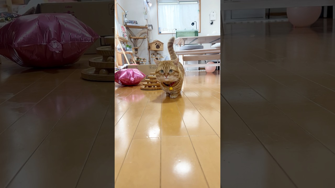 やる気のない帝国 #猫 #マンチカン #shorts