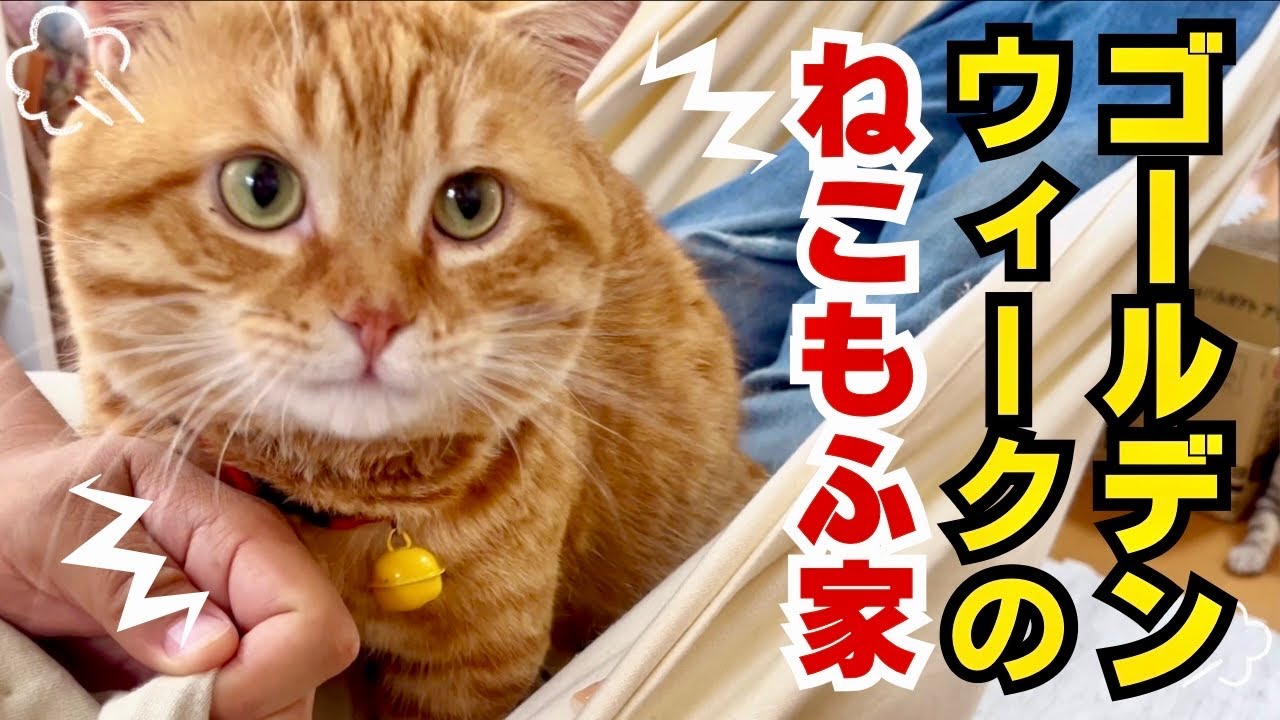2024ゴールデンウィーク初日のねこもふ家の一日 #猫 #マンチカン