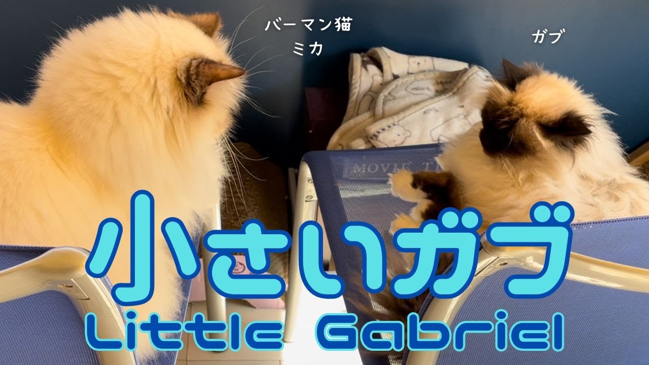 バーマン猫ミカとガブとラフ【小さいガブ】Little Gabriel（バーマン猫）Birman/Cat