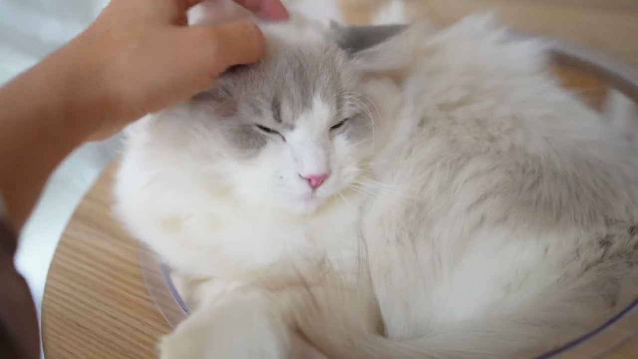 ラグドール猫ちゃん