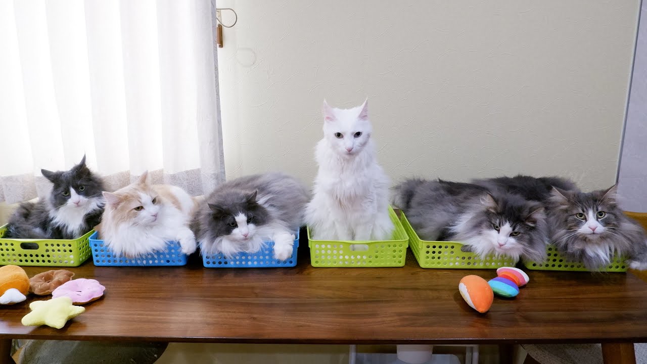 【かわいすぎる❤️】6ニャン全員で撮影会は、ちょー大変だったwwwターキッシュアンゴラとノルウェージャンフォレストキャット♡