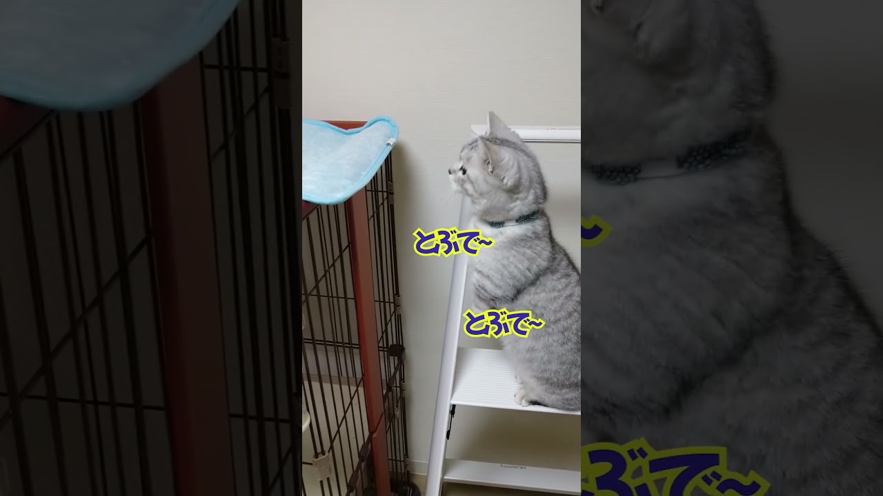 【ぽっちゃん家】飛ぶぜぃ     vol.53     #猫 #funny #shorts