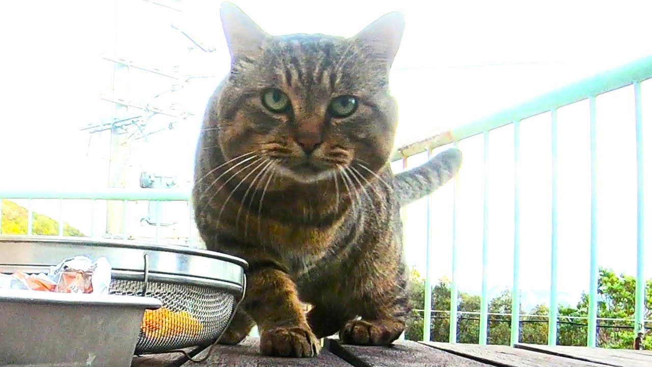 ピカイチの聴く力! ちび丸接近を感知　褒美は鰻希望