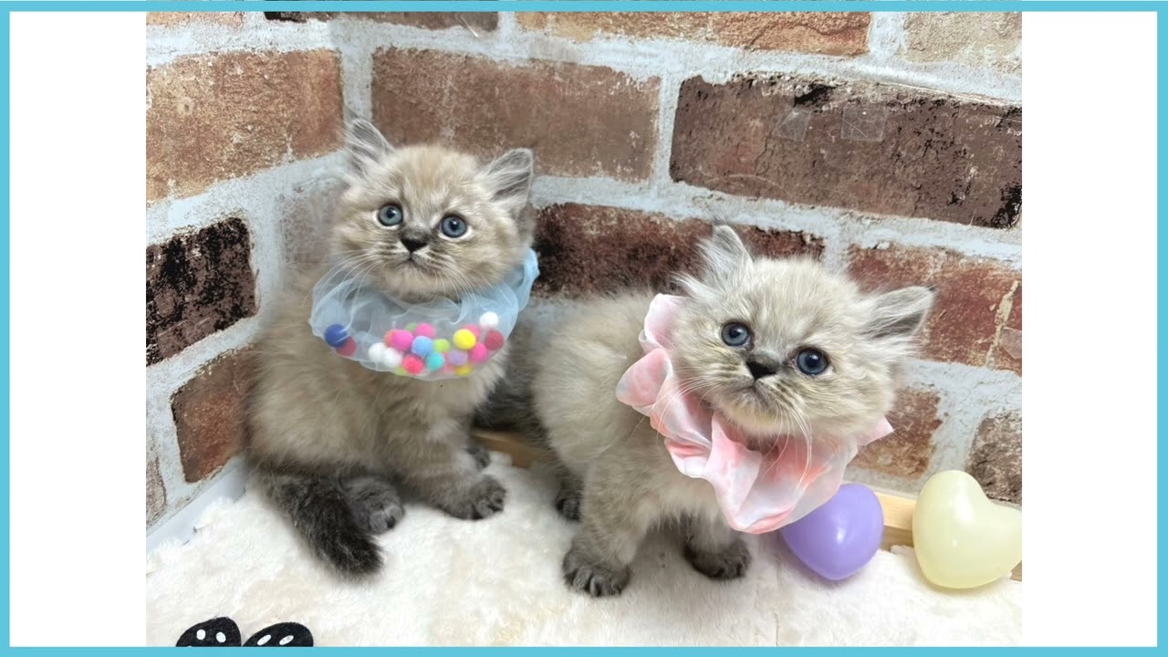 ペットショップCOO&RIKU No00673199 ヒマラヤン