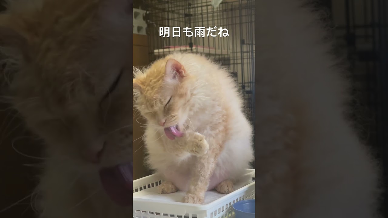 明日も雨だね〜ラパーマのラパちゃん