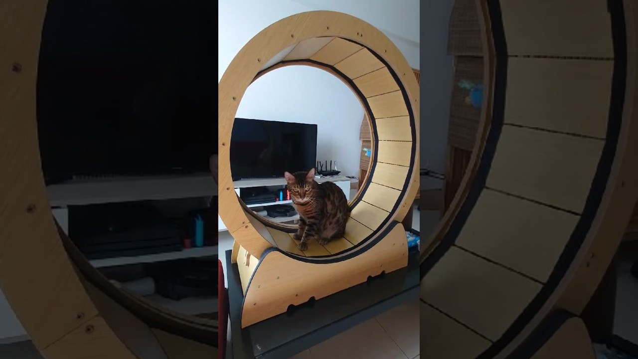 新しい猫用ランニングマシーンを手に入れた猫【ベンガル猫】