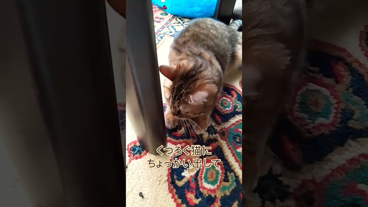 猫のお昼寝邪魔してみたら　#cutecatchannel