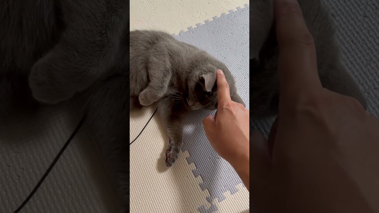 【猫ロシアンブルー】アザラシのマネだよ❤️ご機嫌そらちゃん✨#shorts