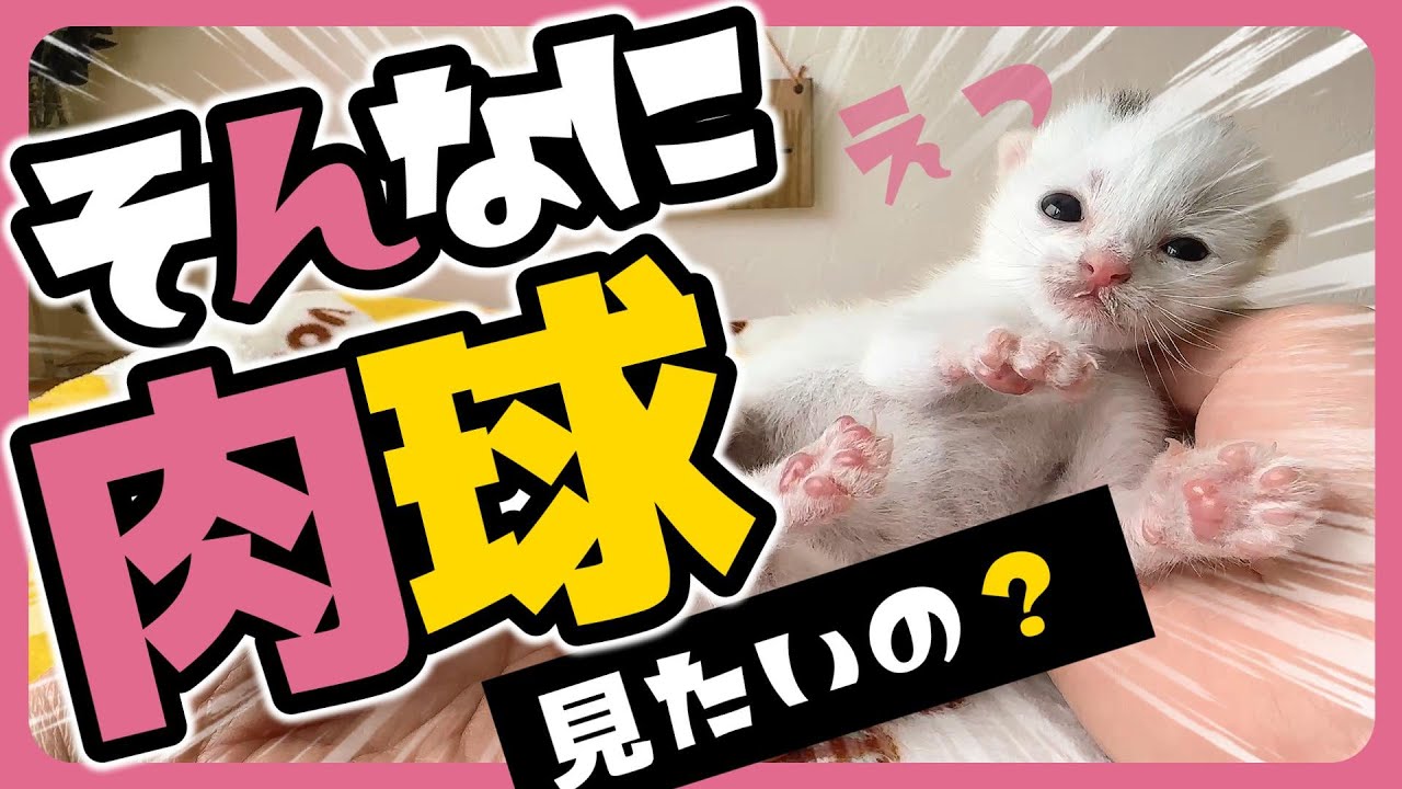 「ちゅぱぱぱぱぁ～」子猫 目を閉じても哺乳瓶でミルクは飲める！ ドアップでチュパるところをみてね【保護猫生活3日目】