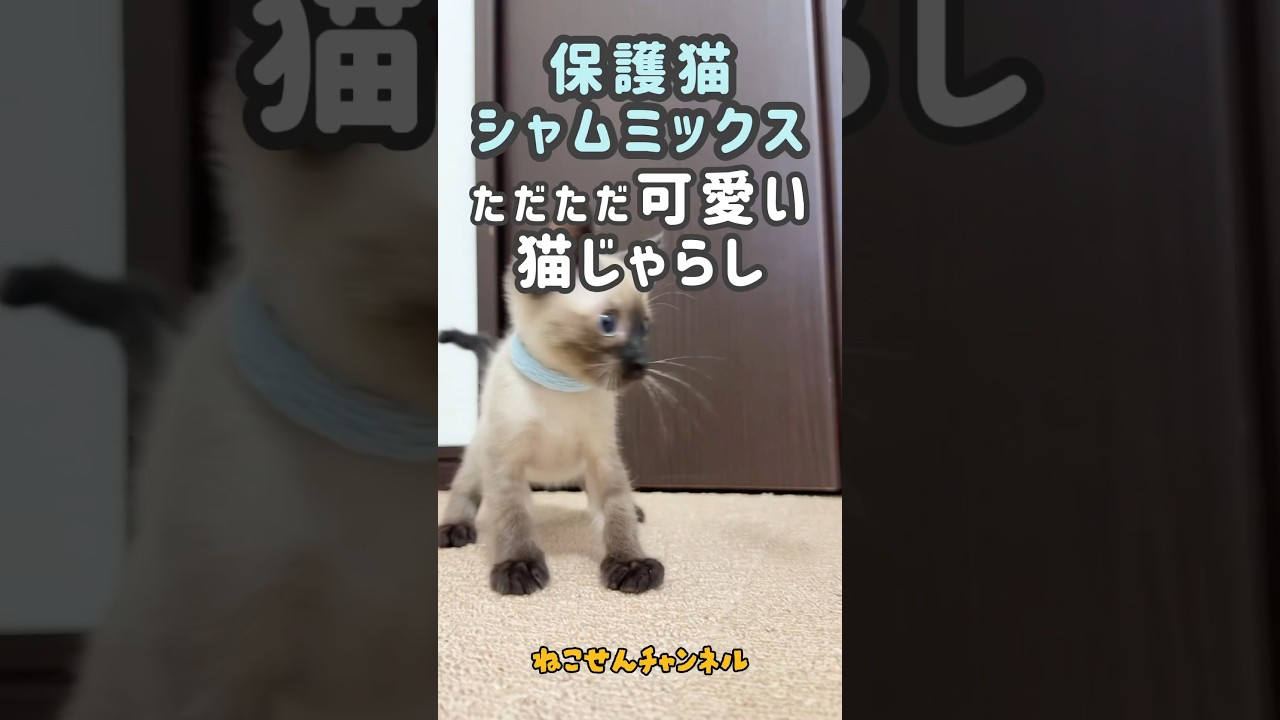 【保護猫シャムミックス】楽しい猫じゃらしと先輩猫😊💨（真冬に保護した子猫） | ねこせん
