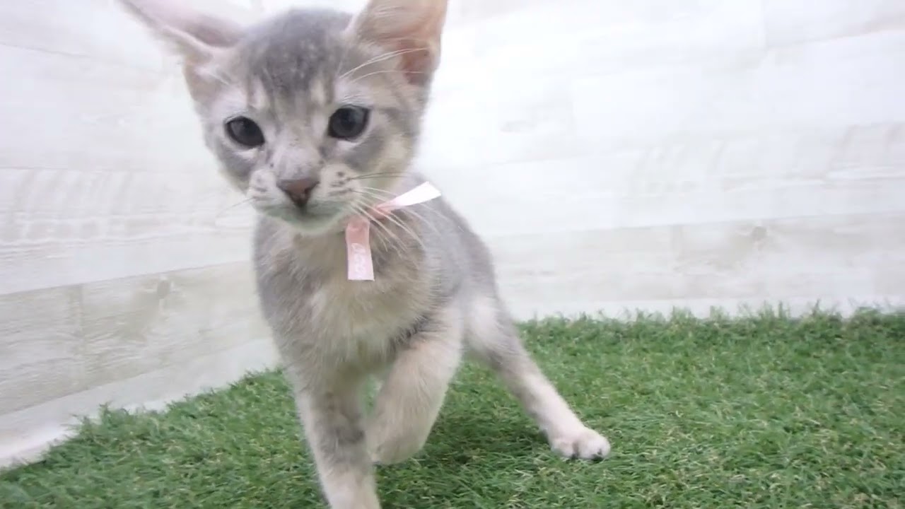 Coo&RIKU　No00674062 アビシニアン