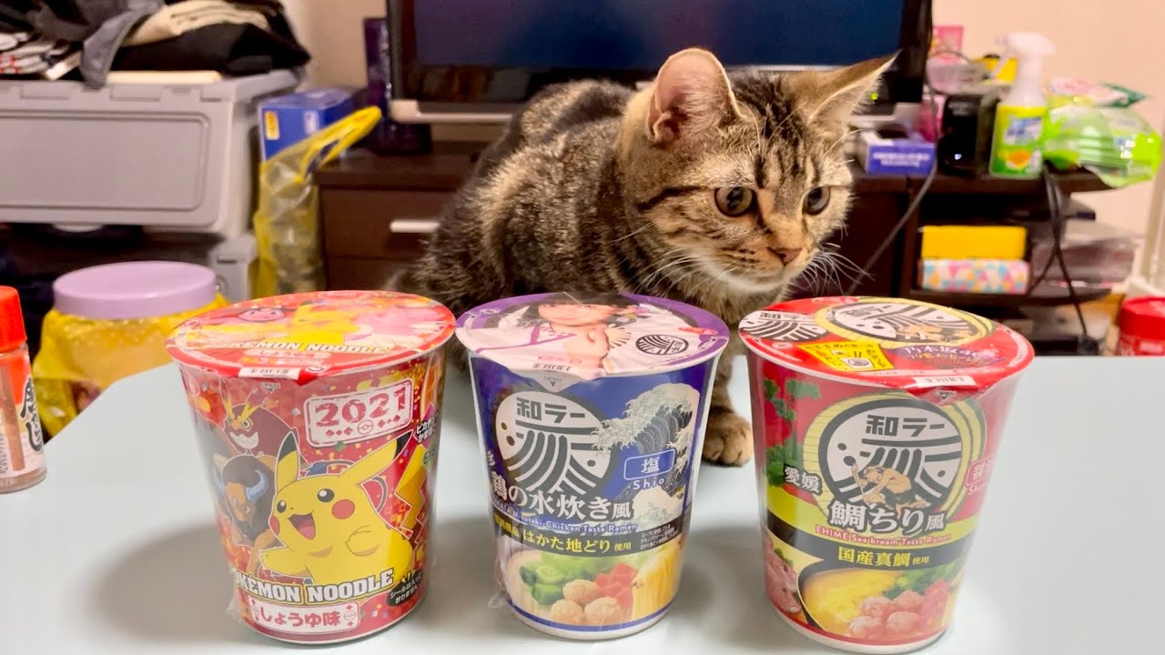真剣にカップ麺を選ぶカメラマンの集中力を削りにきてしまった子猫w