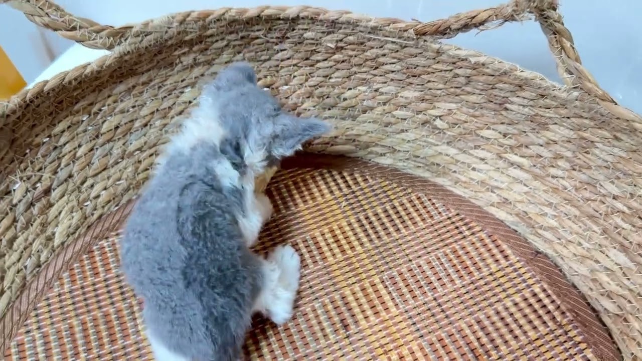 セルカークレックス、2024/3/20生まれ