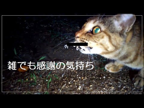 猫の恩返しが雑過ぎでワロタ