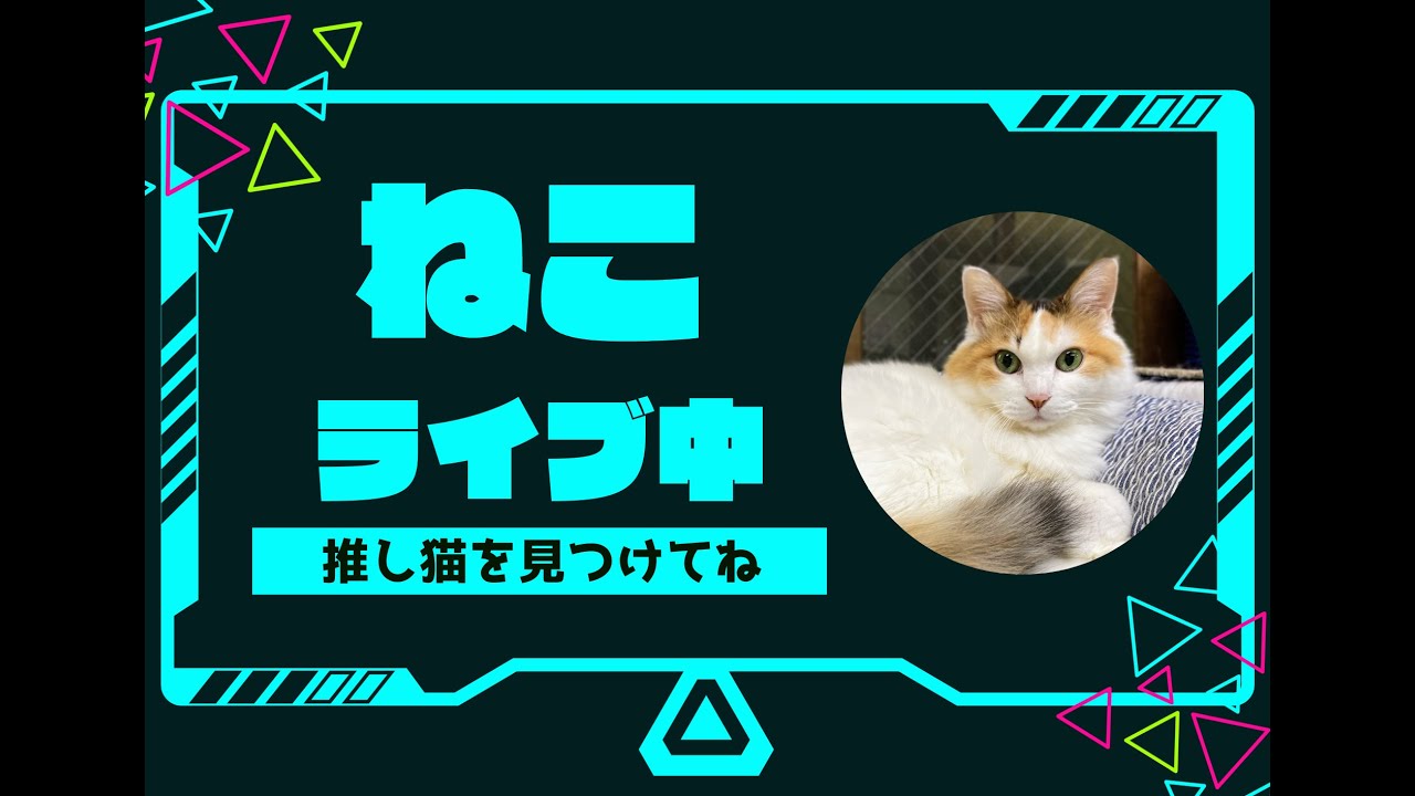 💖2024年楽天トラベル看板猫日本一のおもちくんの今の様子ライブ中💖