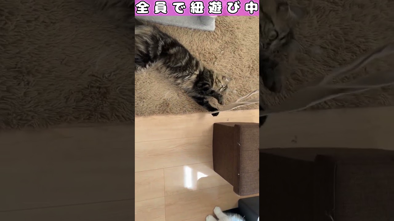 【何匹いるでしょう？】　#shorts　#ラガマフィン