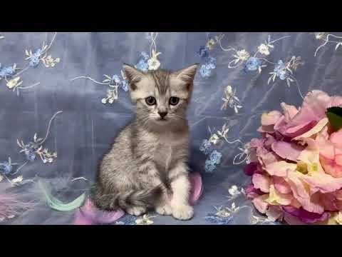 エジプシャンマウ 【生後10カ月まで生命保証付きの猫ちゃん】元気いっぱいの男の子♪【お土産付🎁】