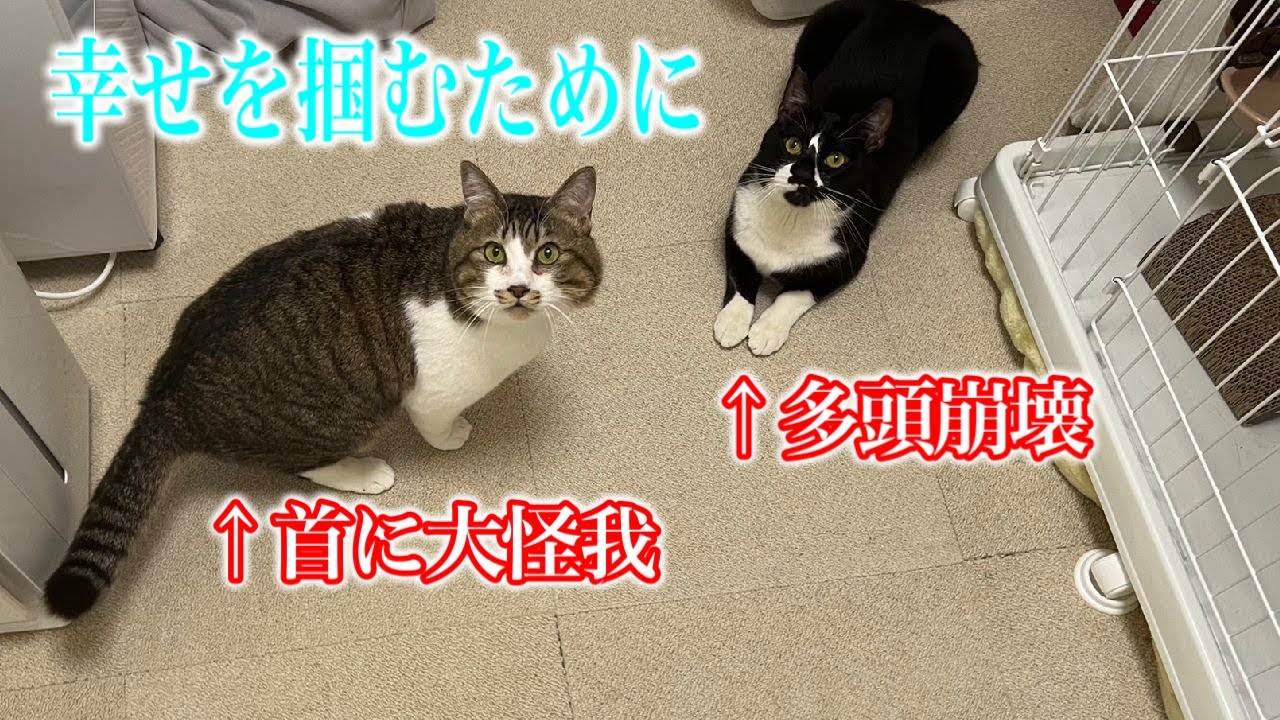 首に大怪我をしていた猫と多頭崩壊出身猫が幸せを掴む為に東京へ