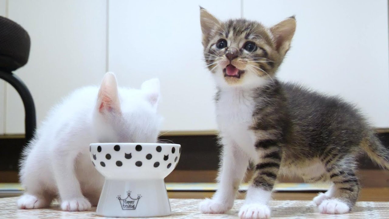 子猫が「あたしのごはんどこに行ったの？」と鳴いて訴えました【赤ちゃん猫　保護猫】