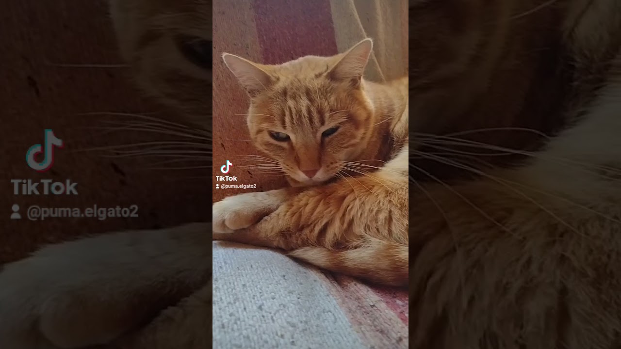 Dormiré... no me importa que sea lunes dormiré...🐱😹