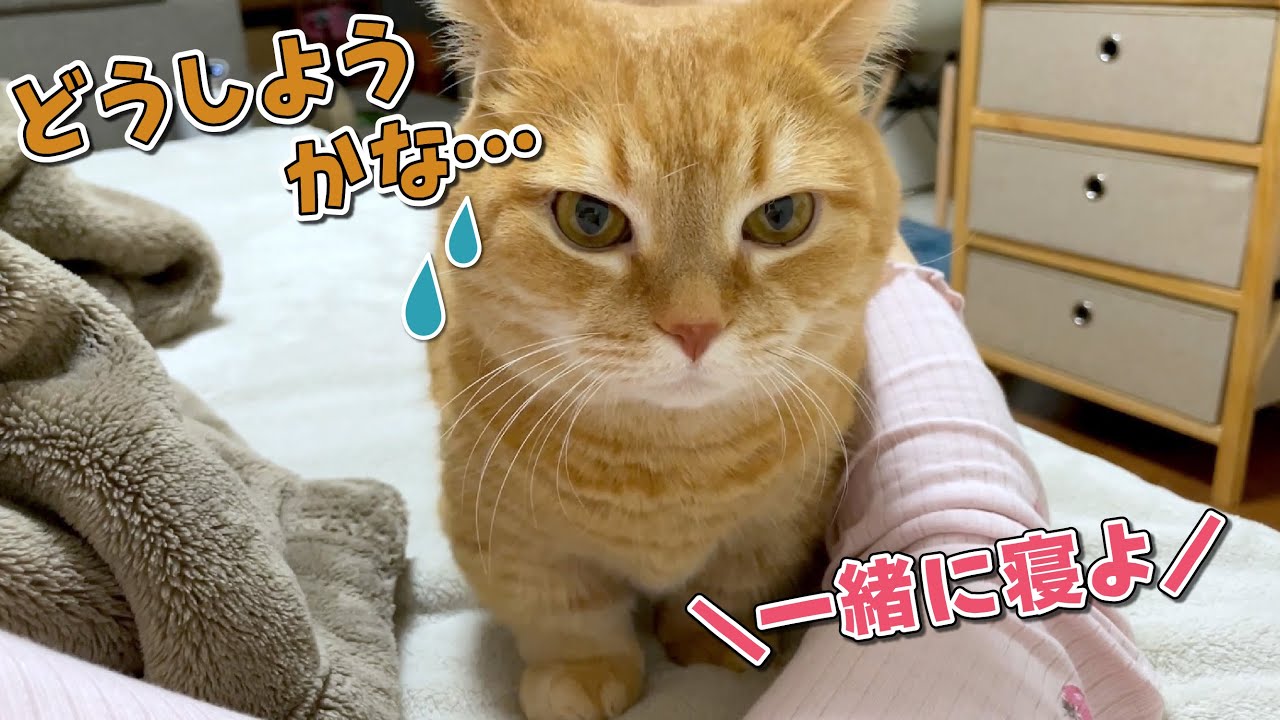 甘えん坊の愛猫が一緒に寝てくれなくなりました…泣