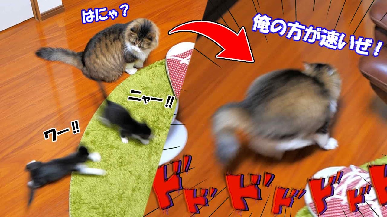子猫達の真似をして全力疾走してみたボス猫パパ🐈💨【仲良し子猫姉妹の成長記録】