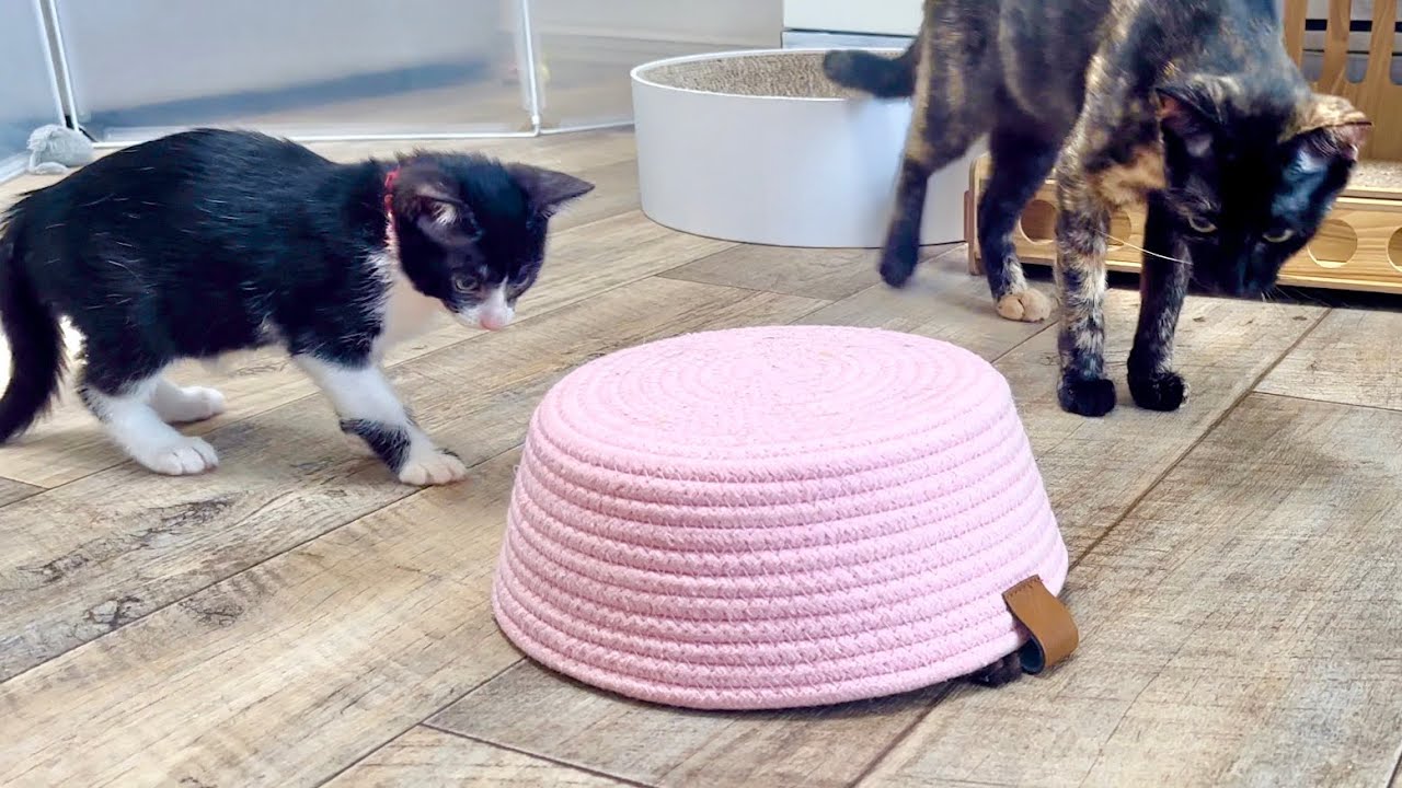 何かいる！？やどかりごっこを始めた子猫たち【ポノfam物語#57】Kittens starting to play "Hermit Crab "