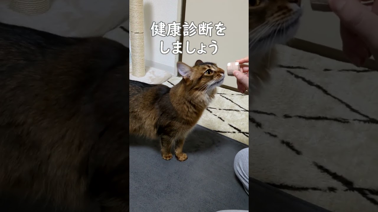 飼猫とお医者さんごっこして遊んだら #shorts #ソマリ